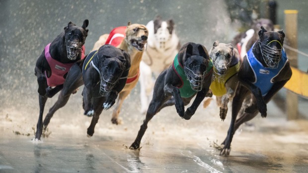 greyhound racing photo 1